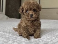 Toy Poodle Sağlıklı Köpekler