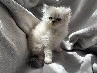 British longhair yavru kedim