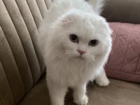 6 aylık erkek scottish fold
