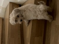 Yavru köpeğimi sahiplendirmek istiyorum maltipoo