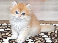 British Golden