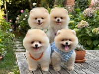Irk Ve Sağlık Garantili Pomeranian Boo