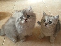 British Shorthair / Longhair Yavrularımız