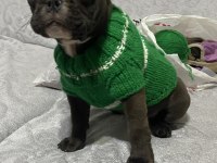 Pera 5 aylık dişi french bulldog