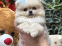Mini teacup pomeranian oğlumuz