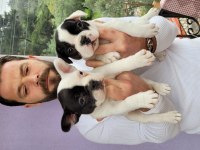 Safkan french bulldog yavruları