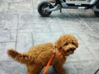 Toy Poodle Orjinal