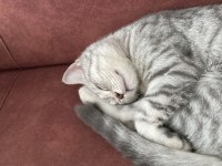 British shorthair 4 aylık