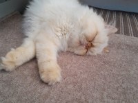 10 AYLIK SAFKAN İRAN KEDİSİ