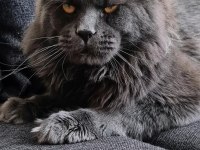İlloai ve Arthur yavruları hepsi şampiyon adayı maine coon