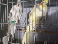 Kuşlar genç ve daha önce yavru alınmıştır
