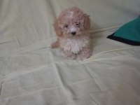 Toy poodle yavrularımız sağlık ve ırk garantili