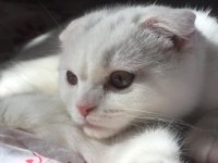 1 yaşında dişi Scottish fold
