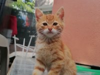 Tatlı mı tatlı yavru kediler