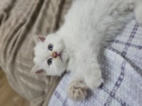 İran chinchilla 2 aylık