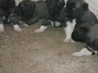 Gürün yavru köpekler