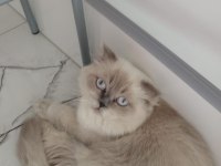 Scottish fold blue point ücretsiz