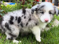 Border collie kapıda ödemeli çiftlik kredi kartı geçer
