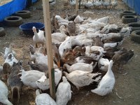 Satılık Kaz Ördek Tavuk Mevcuttur