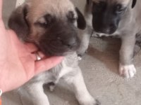 Aslan gibi kangal yavruları