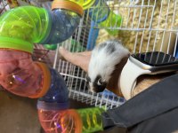 BEBEK HAMSTERLAR