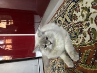8 Aylık erkek british longhair