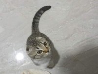 Scottish fold dişi 1 yaşında