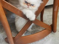 SAFKAN İRAN KEDİSİ 60 GÜNLÜKLER