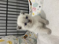 Saf kan scottish fold ve blue point yavrular