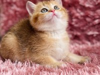 British golden ve British golden bicolor dişi yavrular