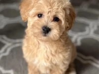 Ev Üretimi Maltipoo Bebeklerimiz