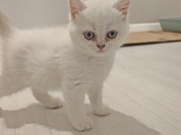Son 2 yavru kedim kaldı acele et kaçırma