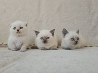 Blue point scottish fold ve british shorthair
