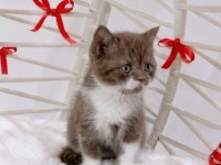 A kalite eşsiz güzellikte cinnamon bicolor british shorthair