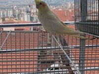 Lutino kırmızı göz sultan papağanı