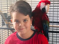 Kırmızı macaw papağanı