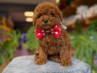Dişi Red Toy Poodle Yavrumuz Ufak Boy ve Sağlık garantili