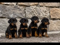 Safkan Doberman Yavrular