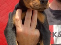 Üst kalite A şecereli yavrular european doberman king