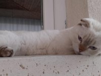 BEYAZ GRİ UYSAL 7 AYLIK SCOTTİSH KEDİ