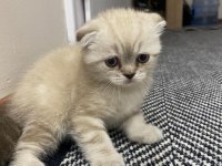 Scottish Fold Kedimiz Sahiplendirilecektir