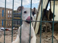 Jack russell melezleri için acil yuva sıcak yuvaları olsun