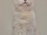 Şecereli oğlumun beyaz british shorthair bebişleri