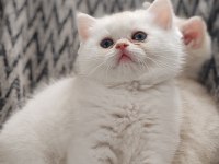 Safkan British Shorthair Yavrular