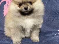 Pomeranian boo