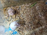 Oyuncu hamster yavruları