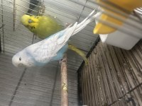 Hazır takımlar jumbo muhabbet kuşlar