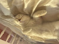 Scottish fold uygun acil sahiplendirme blue point