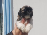 Bebeklerimiz Yeni Ailelerini Bekliyor Sihh Tzu