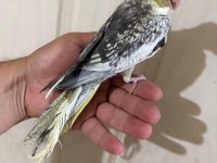 52 GÜNLÜK RENK GÜZELİ PİED BEBEK SULTAN PAPAĞANI
